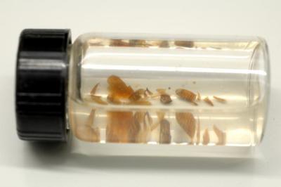 Insect Parts