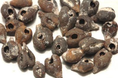 Grape Seeds