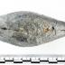Weight 1986.008.0642