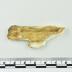 Ivory Tusk Fragment